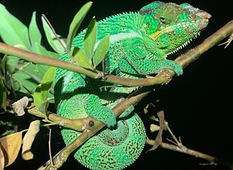 Za zvířaty do pralesů osmého kontinentu: Objevte Madagaskar